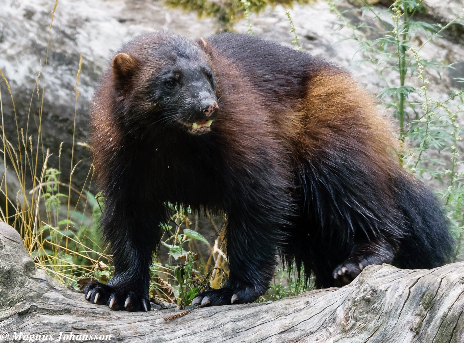 Wolverine Animal Wolverines Facts ZJFK Wolverine Animal Wolverines Facts ZJFK